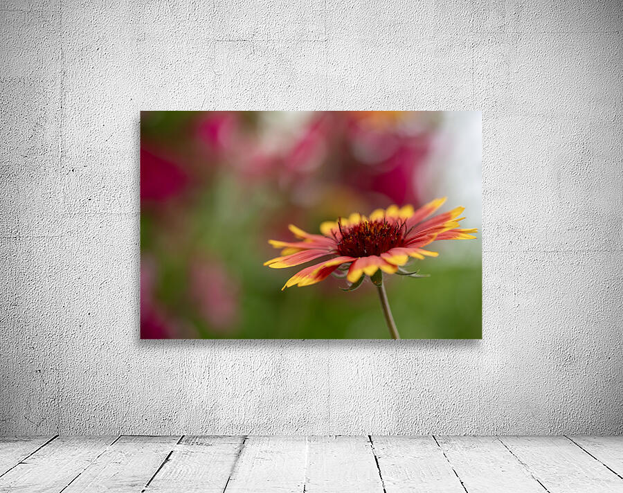 Blanket Flower Wall Preview