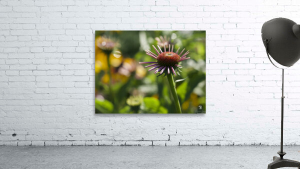 Early Morning Beauty Wall Preview