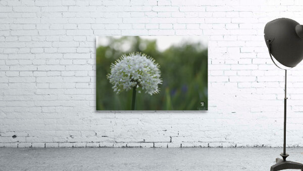 The White One Wall Preview