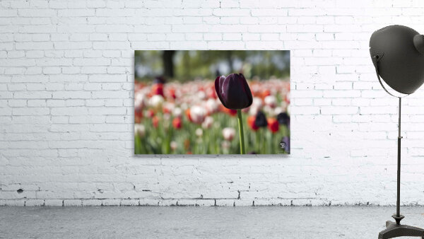 The Queen Wall Preview