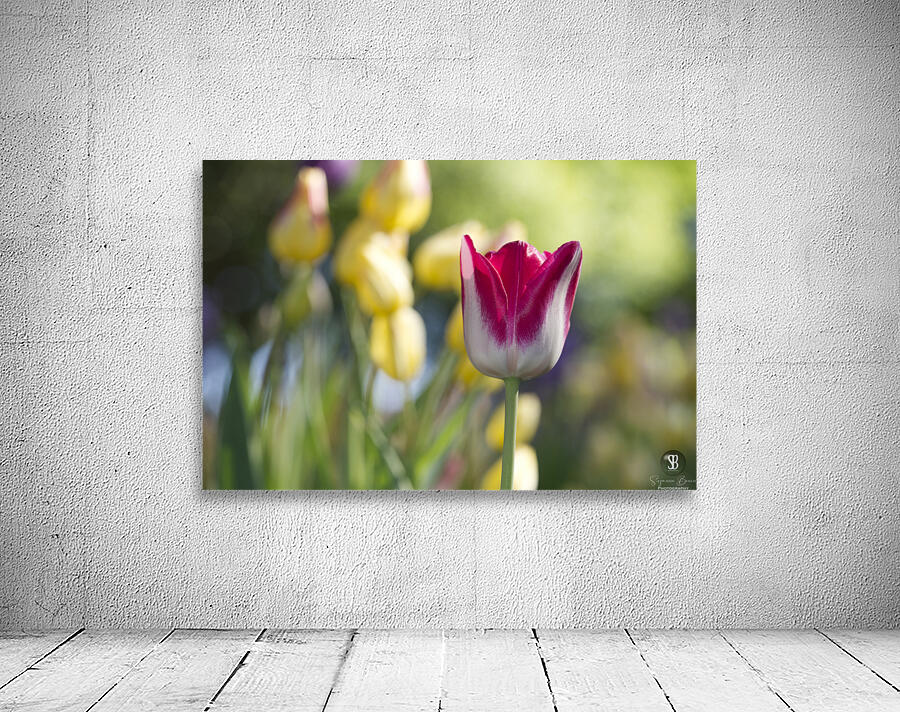 That One Wall Preview