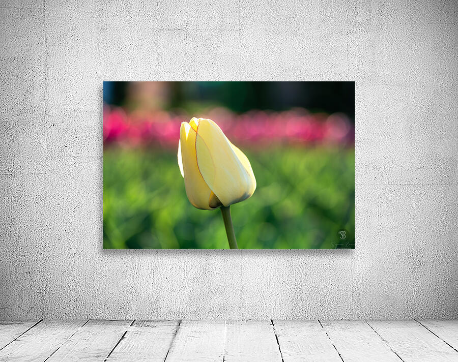 Precious Wall Preview