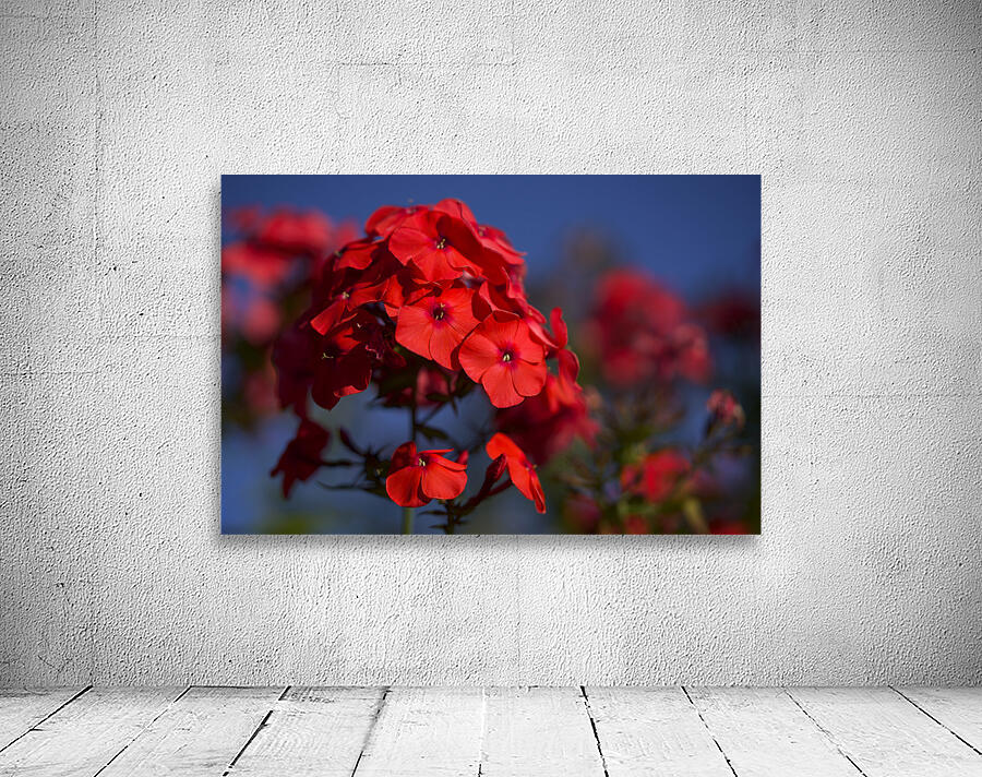 Pretty in Red Wall Preview