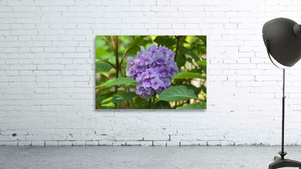 Pretty in Purple Wall Preview
