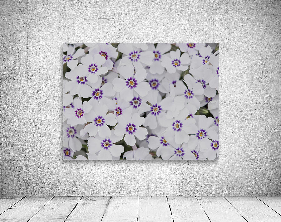 Little Darlings Wall Preview