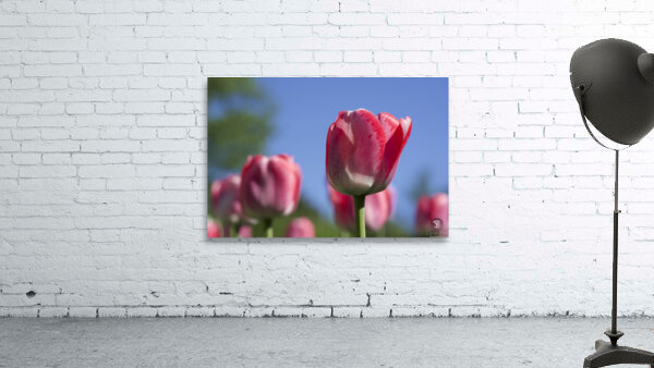 Oh Mother Wall Preview