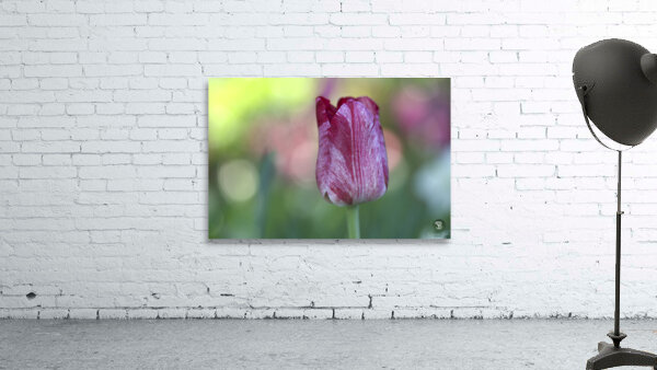 My Darling Wall Preview