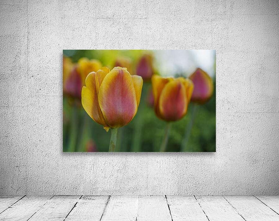 Siblings Wall Preview