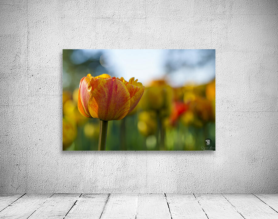 Falling for You Wall Preview