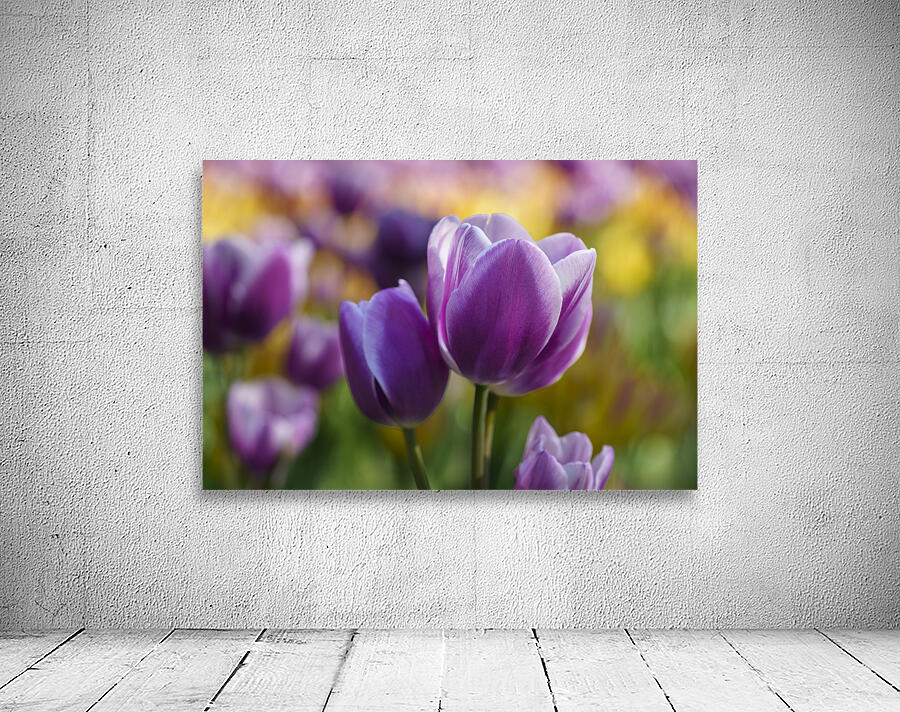 A Touch of Purple Wall Preview