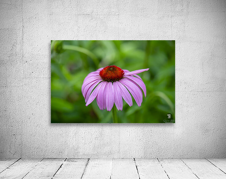 Ruby Star Wall Preview