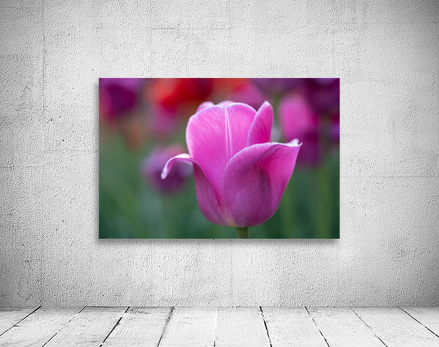 Pretty as a Tulip Wall Preview