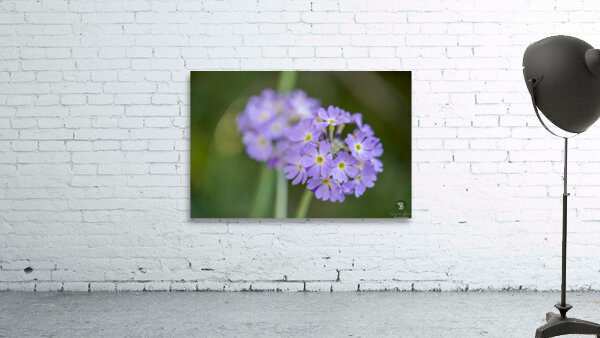 Drumsticks Wall Preview