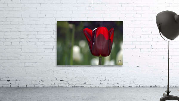 Exquisite Beauty Wall Preview