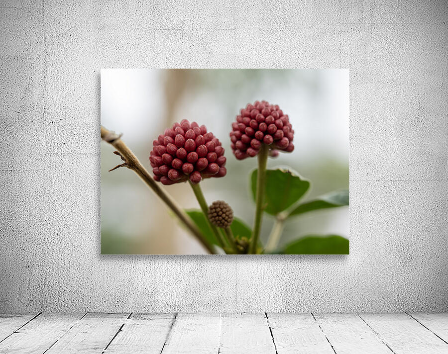 Powder Puff Buds Wall Preview