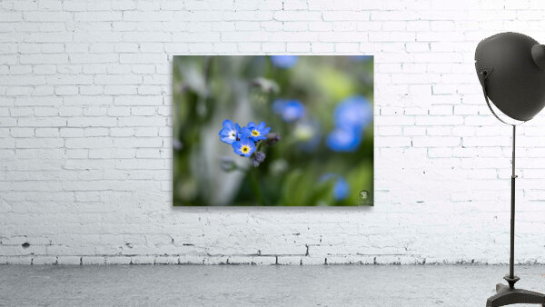 Beauties in Blue Wall Preview