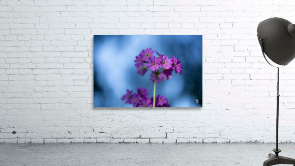 Pink and Blue Wall Preview