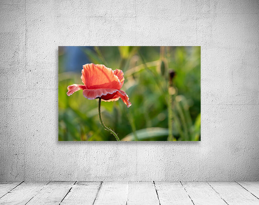 Pretty Poppy Wall Preview