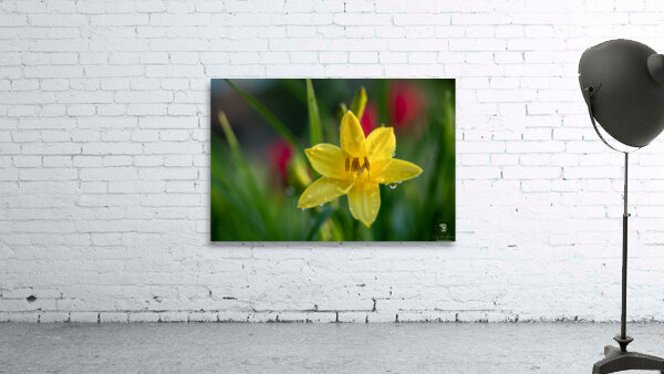 Wet Daylily Wall Preview