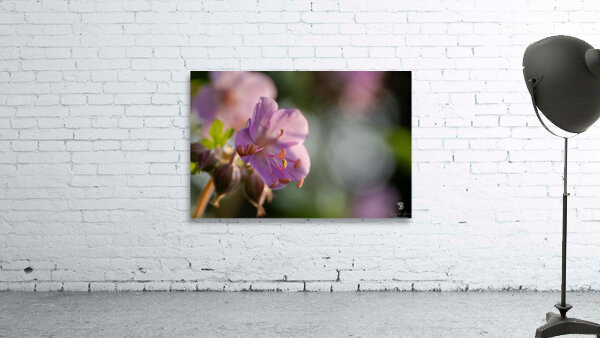 Catching Sun Rays Wall Preview