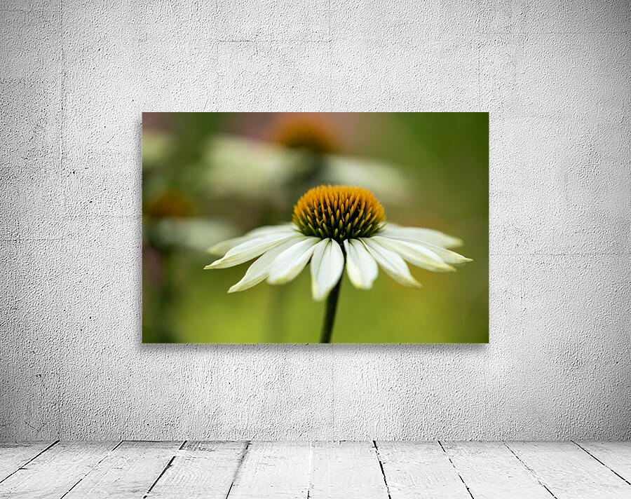 White Swan Wall Preview