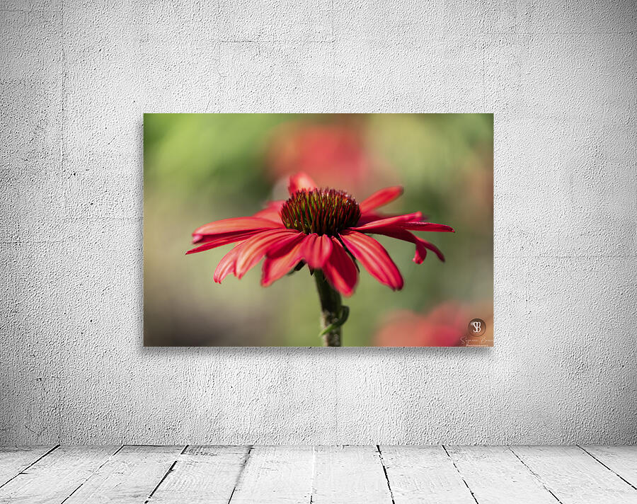 Simply Red Wall Preview