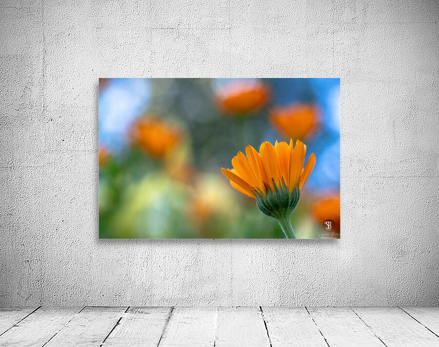 Foreground Wall Preview