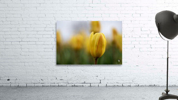 Yellow Radiance Wall Preview