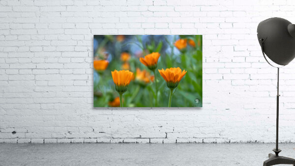 Pot Marigolds Wall Preview