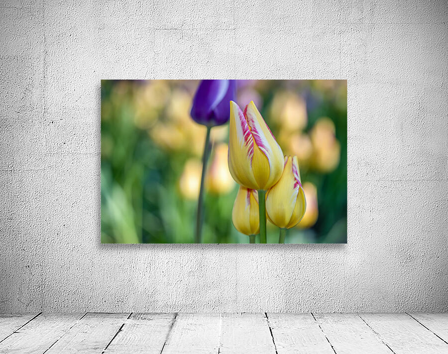 Sunlit Serendipity Wall Preview