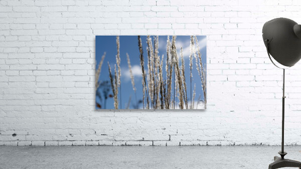 Silver Grass Wall Preview