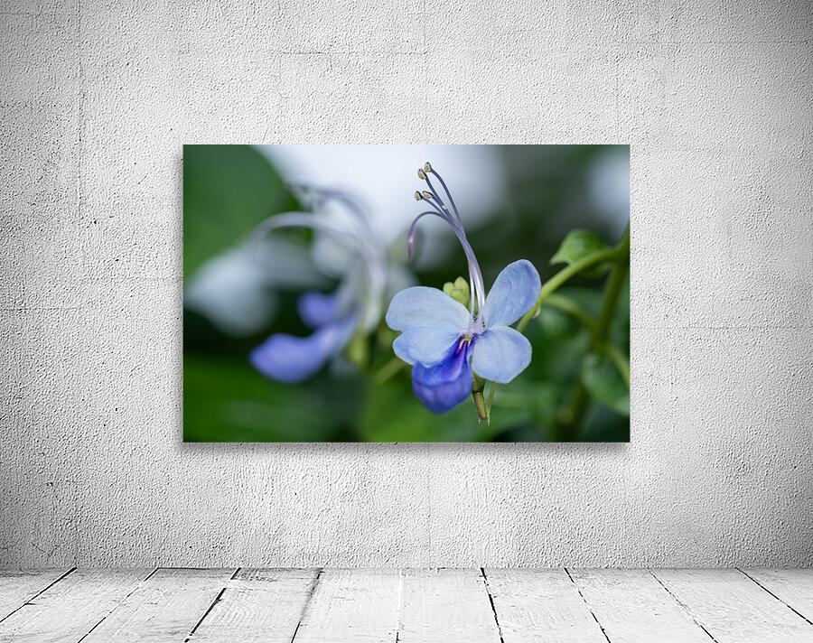 Beetle Killer Wall Preview