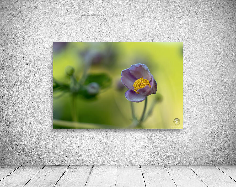 Looking Forward Wall Preview