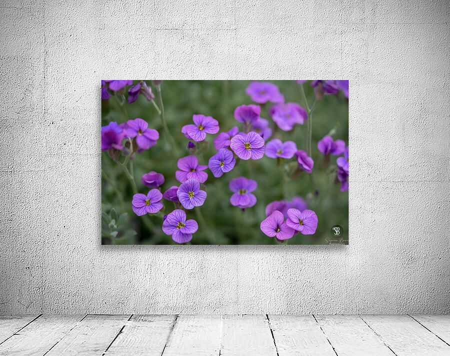 Lilacbush Wall Preview