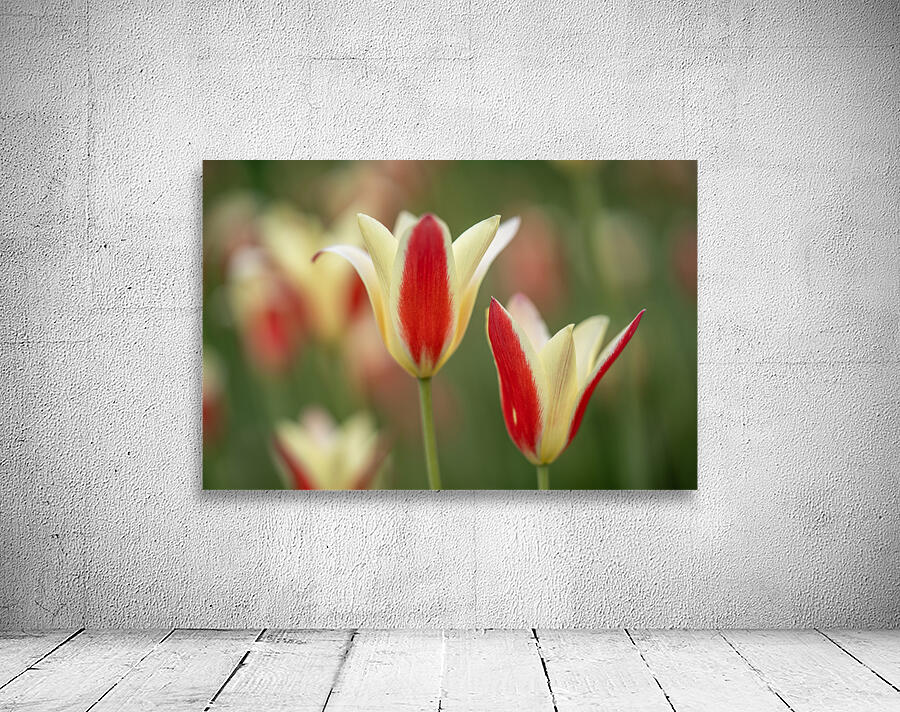 Tranquil Tulips Wall Preview