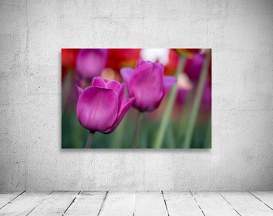 Bubblegum Bloom Bliss Wall Preview