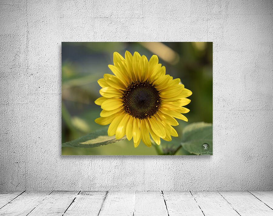 Common Sunflower Wall Preview