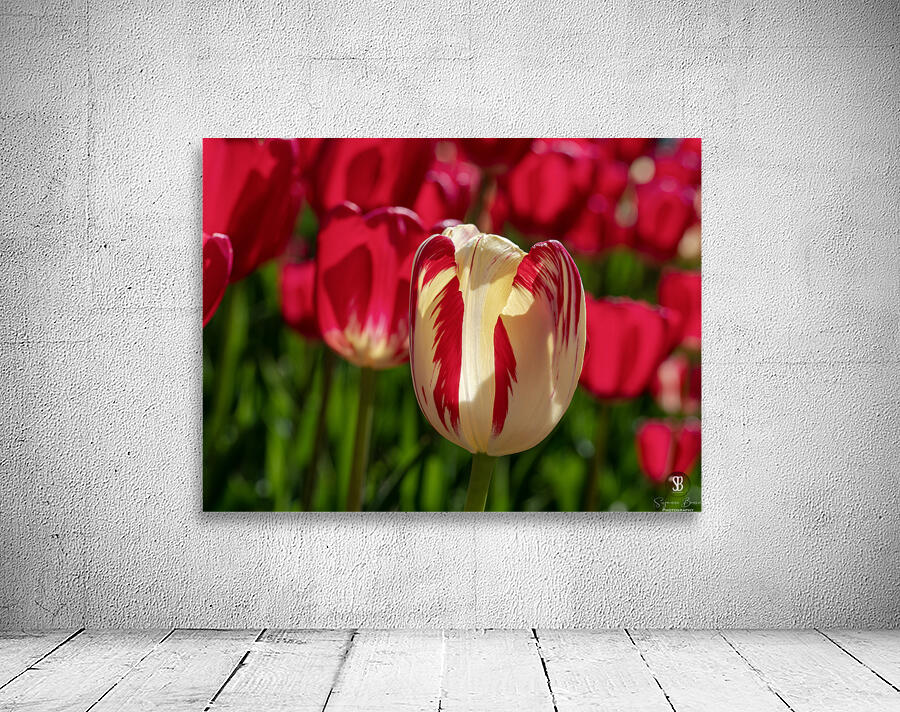 Petal Perfection Wall Preview