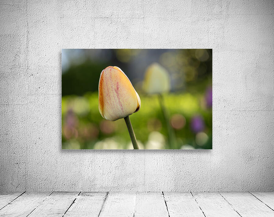 Yellow Tulip in the Field Wall Preview