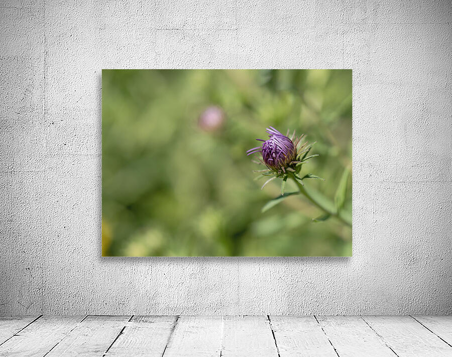 Aster Bud Wall Preview