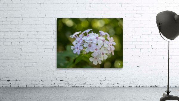 Enchanted Serenade Wall Preview