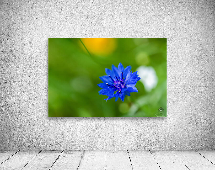 Celestial Elegance Wall Preview