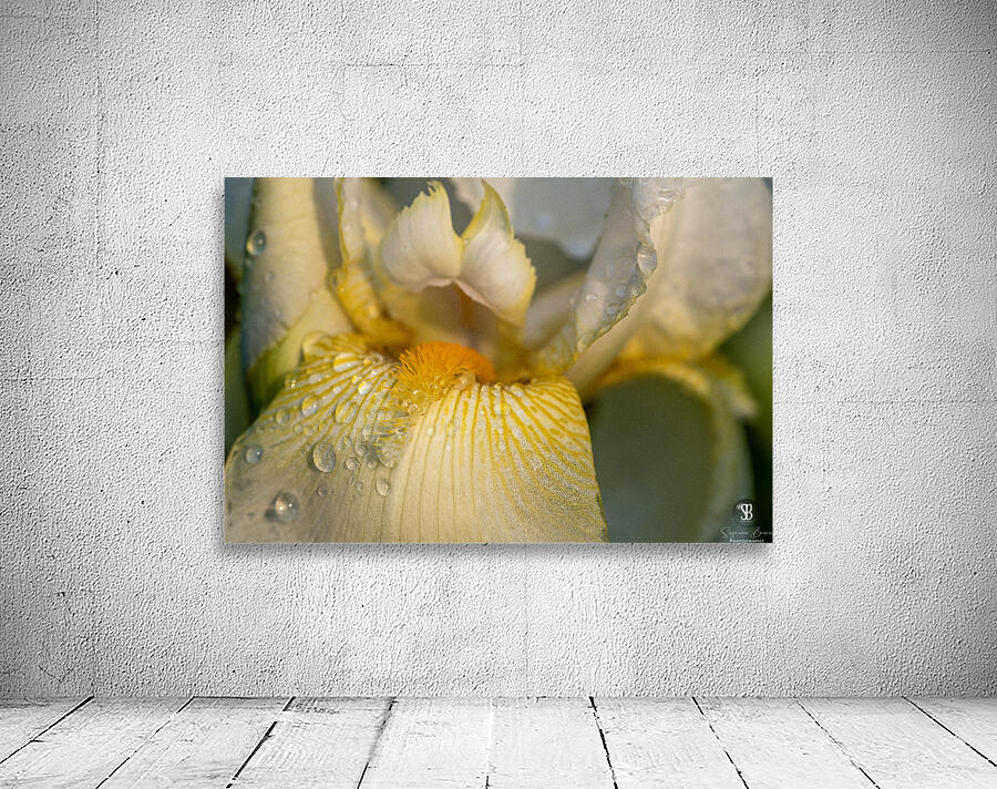 Dreamy Iris Wall Preview