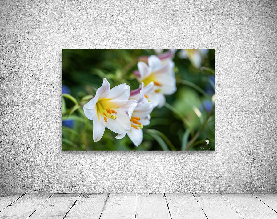 Easter Lily Wall Preview