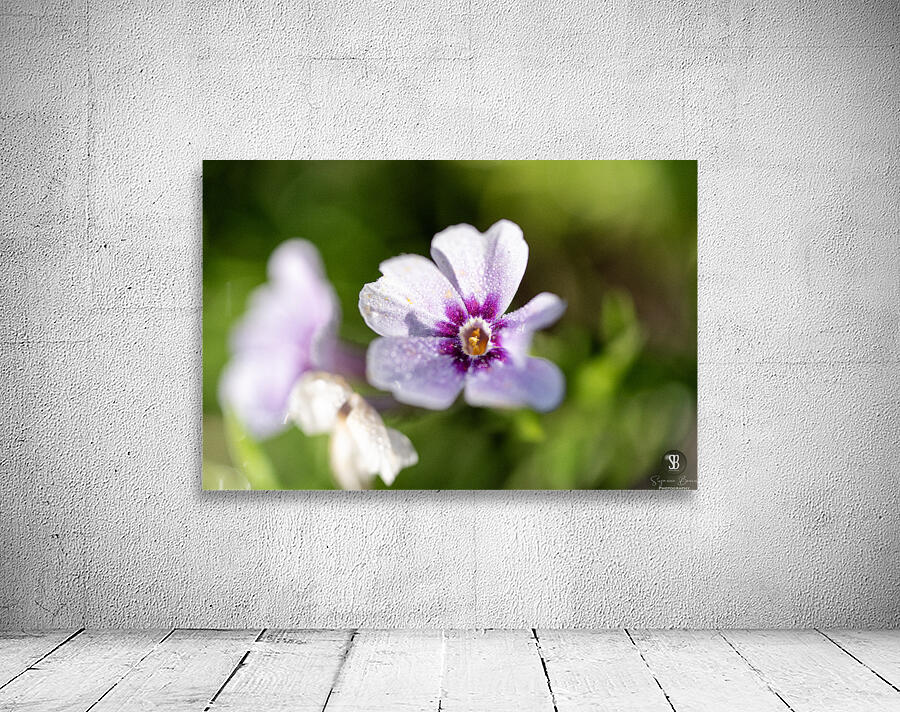 Scarlet Pimpernel Wall Preview