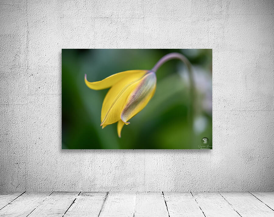 Yellow Bliss Wall Preview