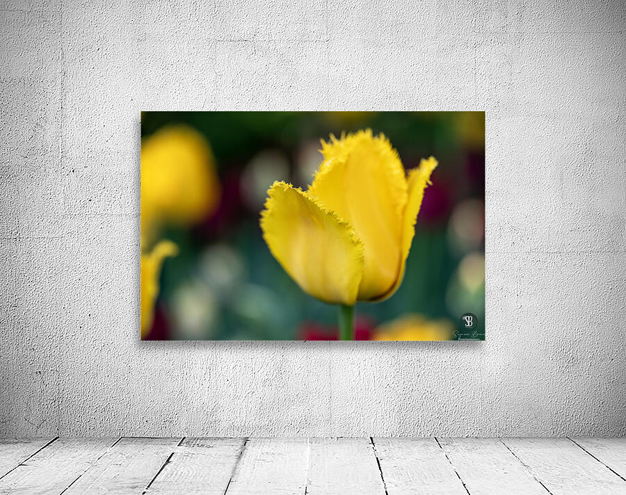 Call Me Fabiola Wall Preview