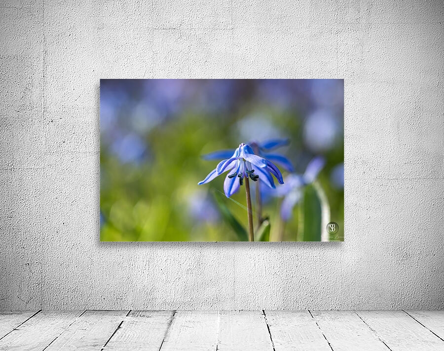 Blue Umbrella Wall Preview