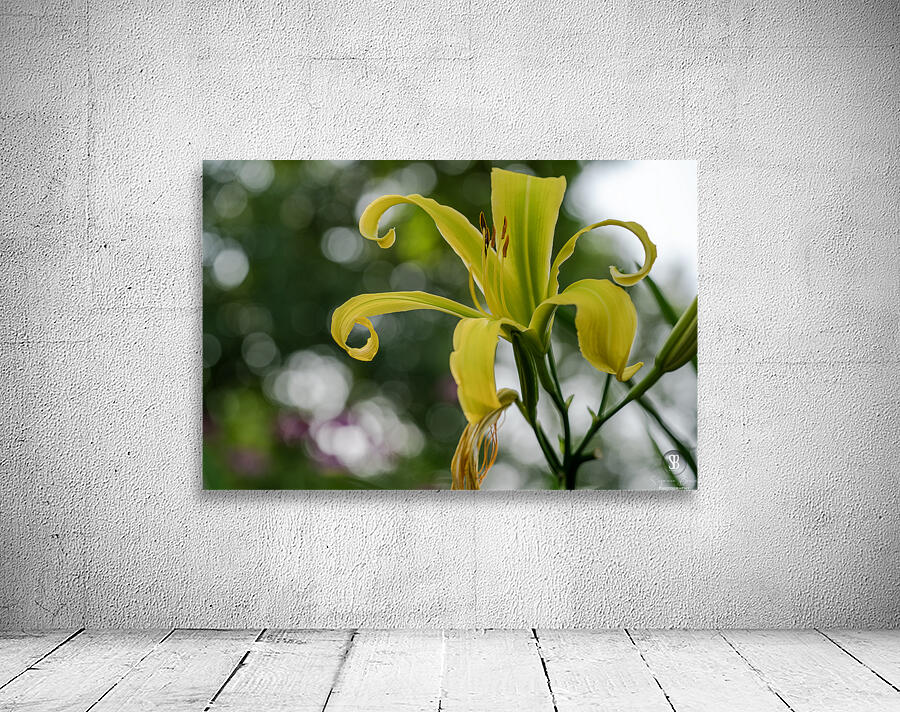 Call Me Lily Wall Preview