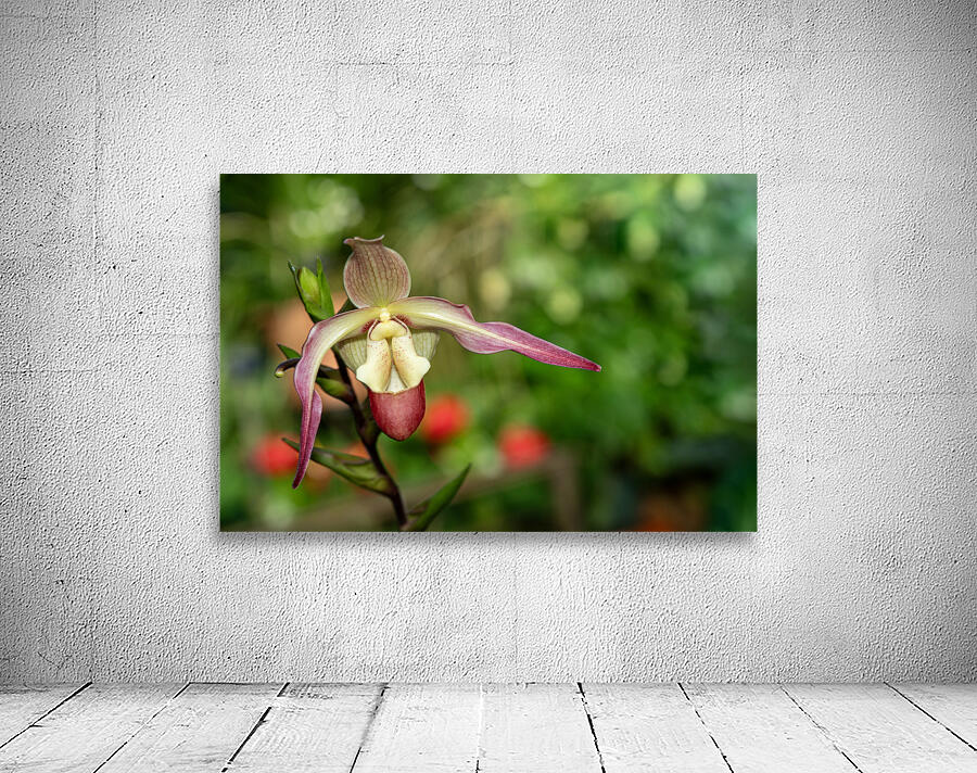 Call Me Willie Wall Preview